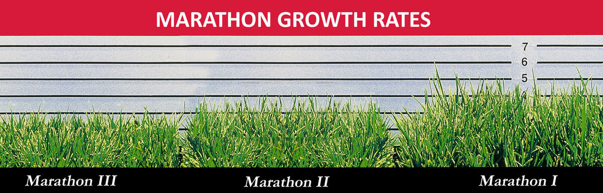 Marathon Sod Rate of Growth