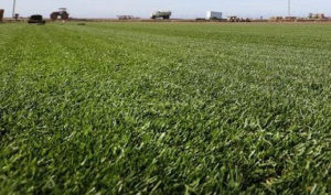 Marathon Sod Grass Field