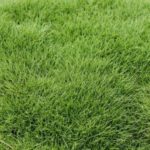 Zeon Zoysia Sod Grass