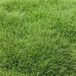 Zeon Zoysias Sod Grass