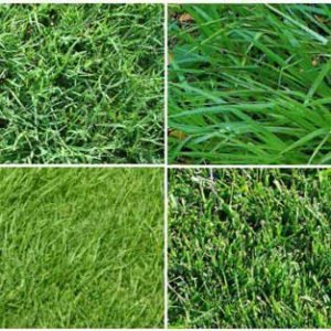 Learn about types of sod from Orange County Sod Farm