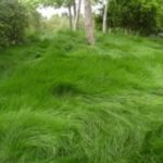 Greenwave Red Fescue