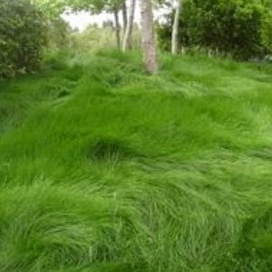 Greenwave Fescue Grass