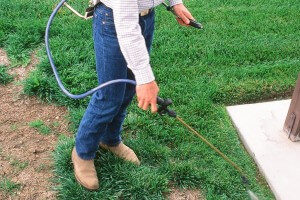 Kill the old lawn to prepare for sod