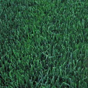 Pureblue Lite Sod Grass