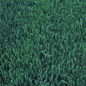 Ryeblue Lite Sod Grass